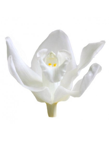 Cabeza de Orquídea Cymbidium x3 Blanca - 41716 - Cabeza de...