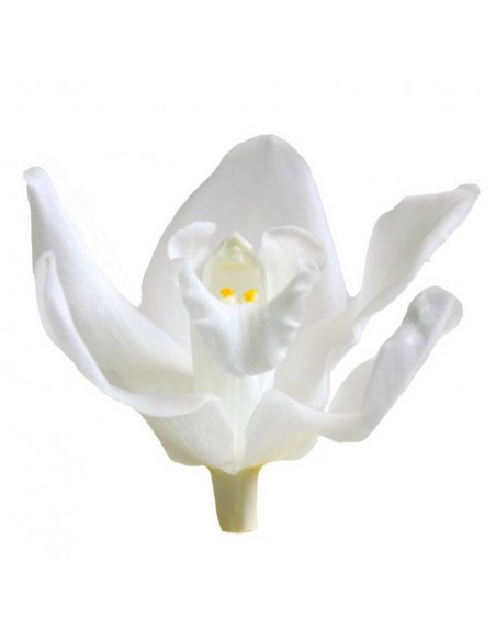 Cabeza de Orquídea Cymbidium x3 Blanca