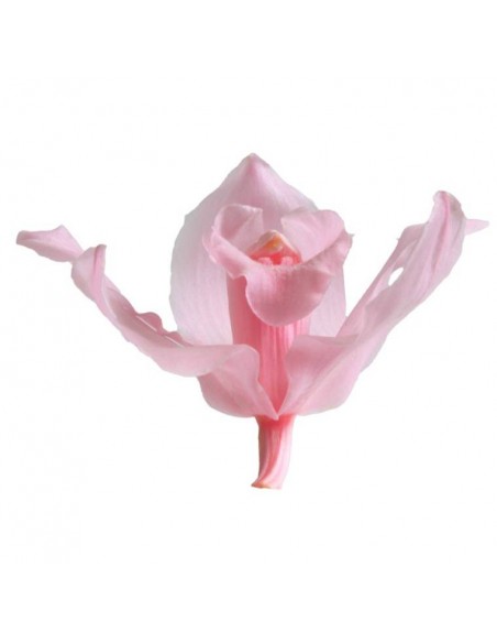 Cabeza de Orquídea Cymbidium x3 Rosa pastel