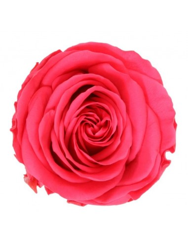 Rosa preservada (Liofilizada ) mini