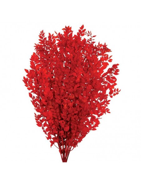 Ruscus preservado rojo
