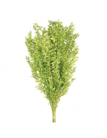 Ruscus preservado verde pistacho