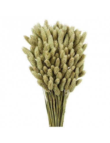 Phalaris color natural 60cm