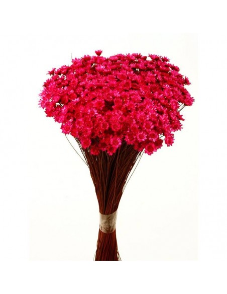 Glixia preservada fuscia