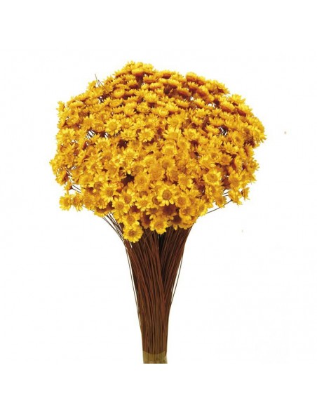 Glixia preservada amarilla