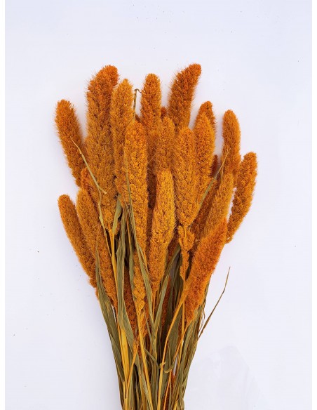 Setaria 75cm naranja pastel 180g