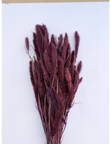 Setaria 75cm malva 180g