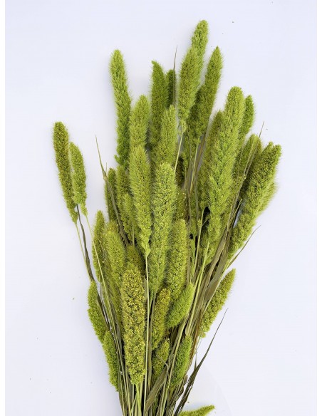 Setaria 75cm verde pistacho 180g