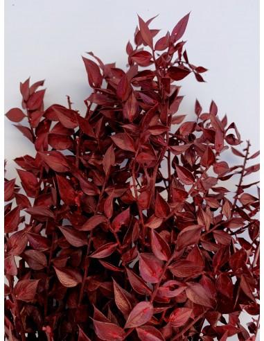 Ruscus preservado burdeos