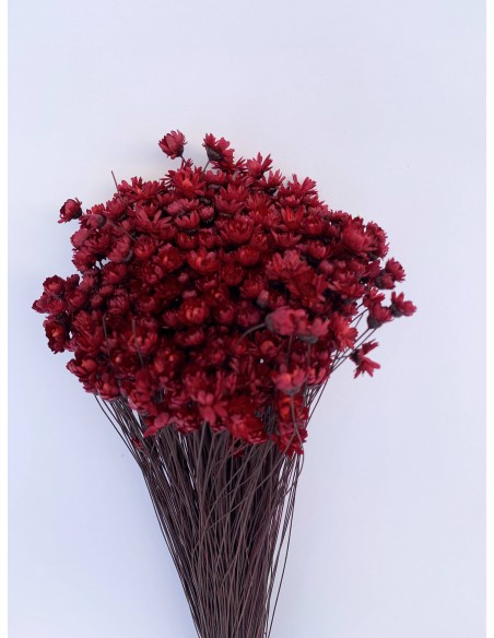 Glixia preservada burdeos