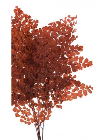 Fougere Lutti burdeos