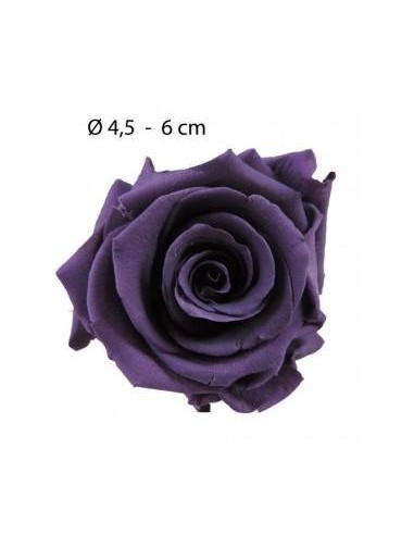 Rosa preservada negro