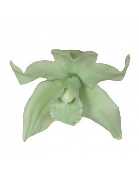 Cabeza de Orquídea Cymbidium x3 verde menta