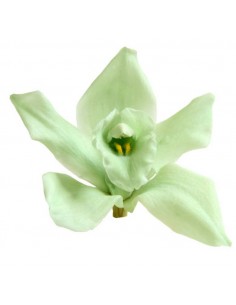 Cabeza de Orquídea Cymbidium x3 verde menta