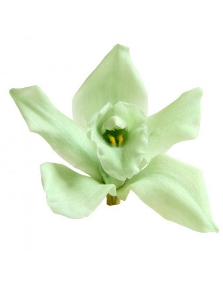 Cabeza de Orquídea Cymbidium x3 verde menta