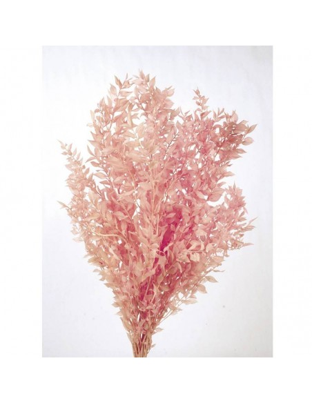 Ruscus preservado rosa claro