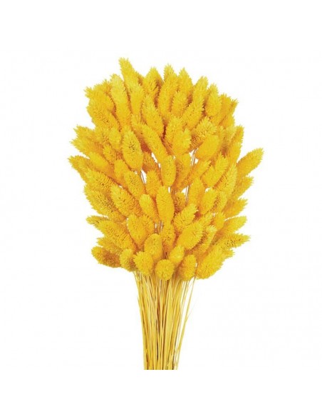 Phalaris amarillo
