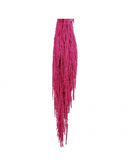 Amaranthus caudatus preservado fucsia 150g