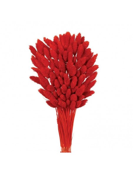 phalaris