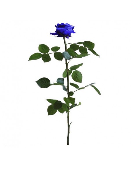 Rosa preservada mini A Granel BLANCA