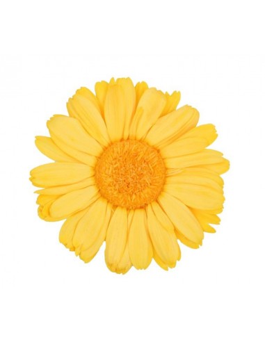 Gerbera Premium Amarilla x4