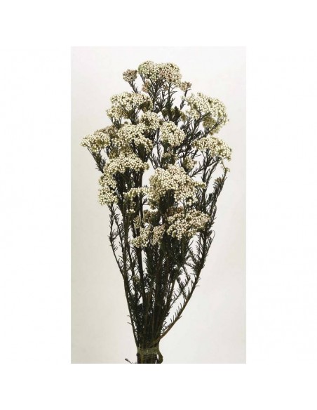 Flor de arroz preservada Blanco natural