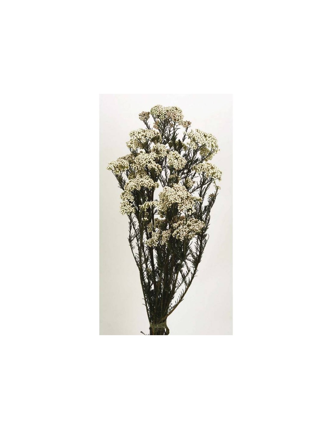 60cm de alto Arroz preservado Flor Natural 100g Boda Hogar ramo de flores silvestres