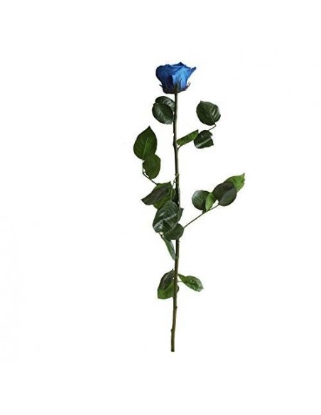 Rosa preservada Estándar a granel