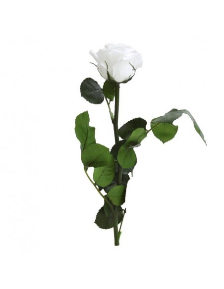 Rosa preservada blanca Estándar a granel