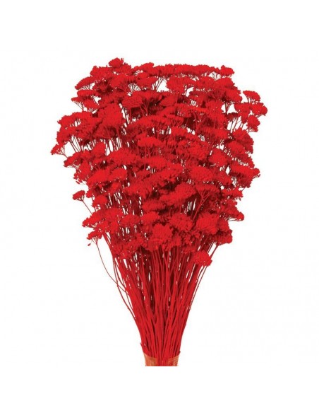 Achilea silvestre roja