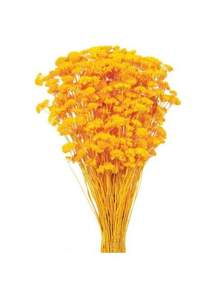 Achilea silvestre amarilla