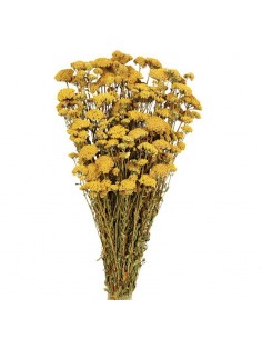Achillea silvestre amarillo natural
