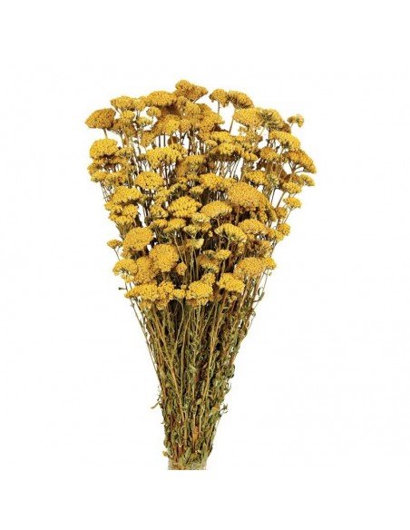 Achillea silvestre amarillo natural