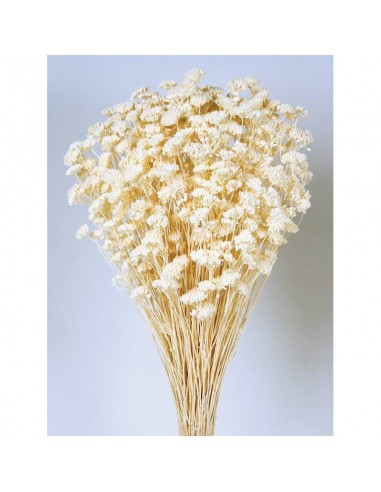 Achillea silvestre blanca