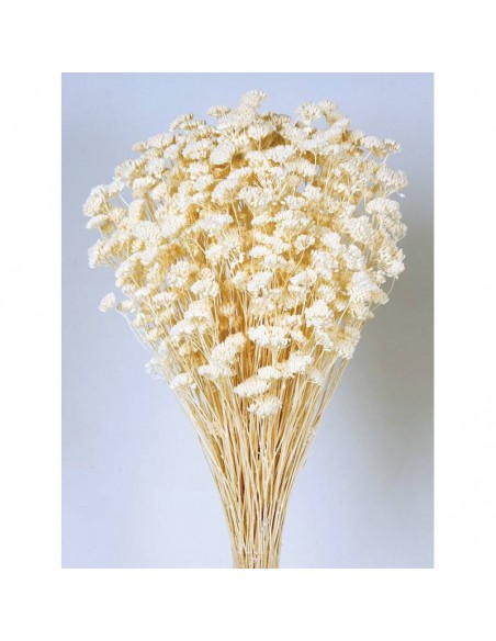 Achillea silvestre blanca