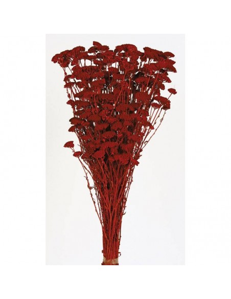 Achillea silvestre blanca