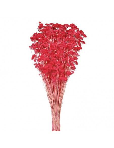 Achillea silvestre blanca
