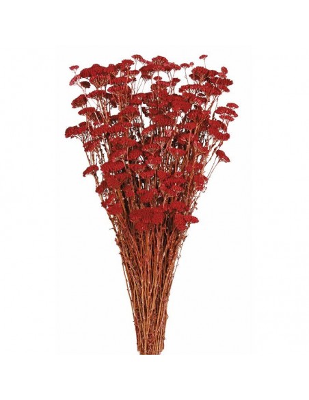 Achillea silvestre blanca