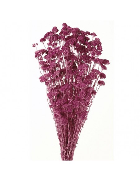 Achillea silvestre blanca