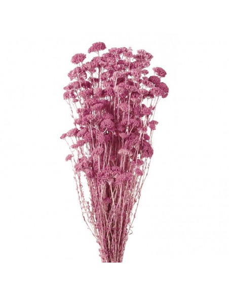 Achillea silvestre blanca