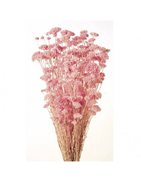 Achillea silvestre blanca