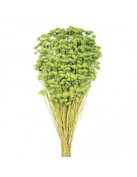 Achillea silvestre blanca