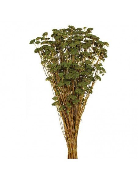 Achillea silvestre blanca