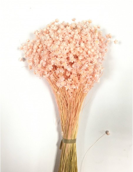 Glixia preservada rosa claro