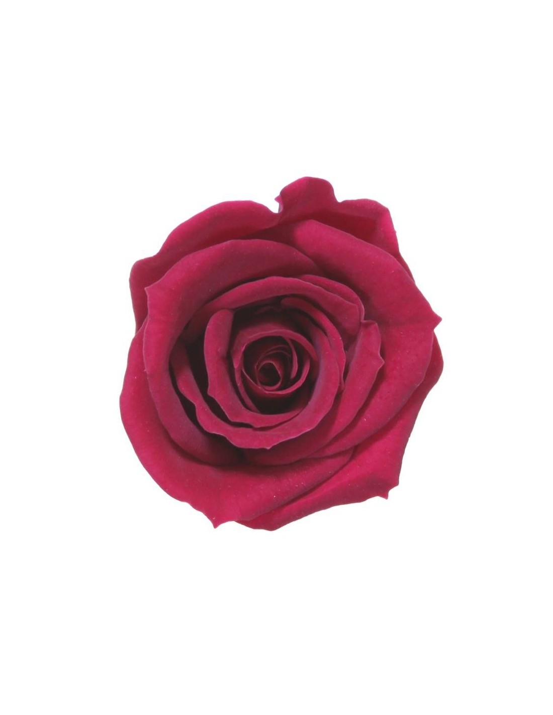 Rosa mini x12 color Vino - 41105 - Rosa preservada mini vino...