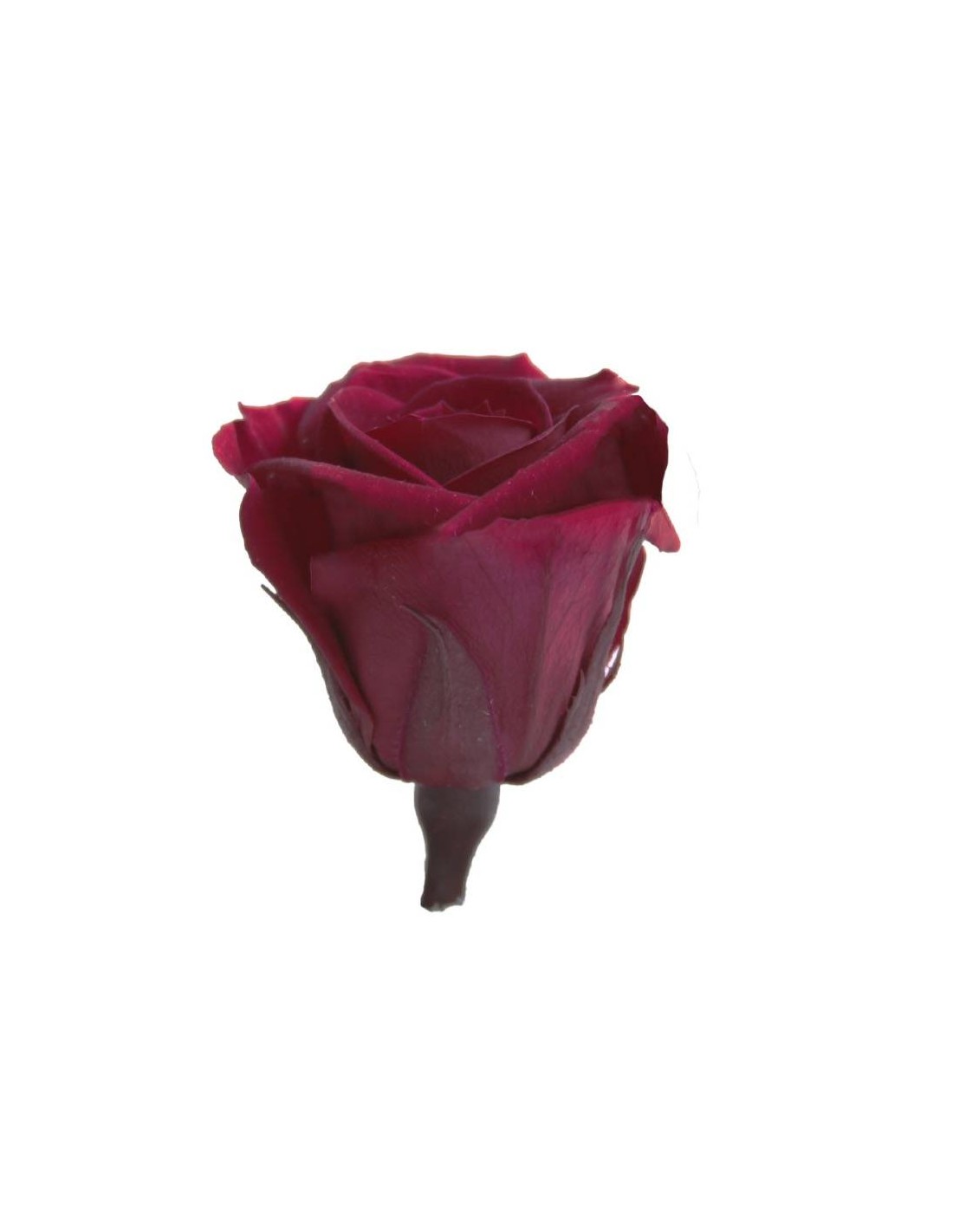 Rosa mini x12 color Vino - 41105 - Rosa preservada mini vino...