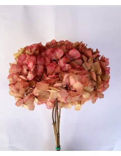 Hortensia preservada crema / coral