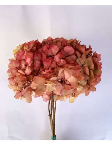 Hortensia preservada color crema/coral