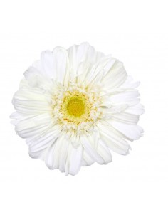 Gerbera Premium  Blanca x4