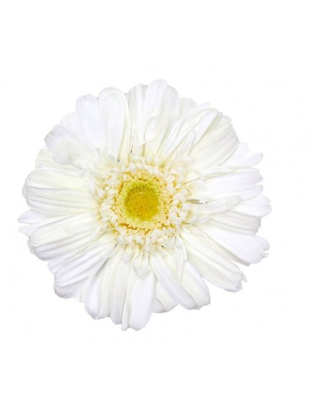 Gerbera Premium  Blanca x4